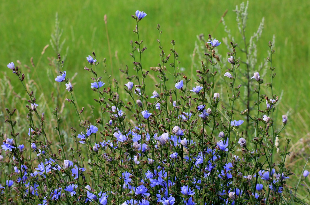 Best Tips for Growing Chicory in Containers
